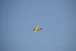 Oerlinghsn 2014 (78)